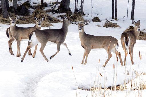 FILE - In this March 4, 2010, file photo a small herd of deer feed on the grounds of Spruce Cone Cabins and Campground, in Pittsburg, N.H. Deer biologists across northern New England are dusting off their plans for dealing with a fatal disease that has been spreading across North America for a half-century and was recently discovered again on a Canadian game farm. [Photo: AP/Jim Cole]