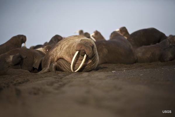 This photo provided by the United States Geological Survey shows a female Pacific walrus resting, Sept. 19, 2013 in Point Lay, Alaska. A lawsuit making its way through federal court in Alaska will decide whether Pacific walruses should be listed as a threatened species, giving them additional protections. Walruses use sea ice for giving birth, nursing and resting between dives for food but the amount of ice over several decades has steadily declined due to climate warming. [Photo: AP/Ryan Kingsbery/U.S. Geological Survey]